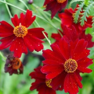 Uzun boylu kırmızı Kızgözü çiçeği tohumu coreopsis plains