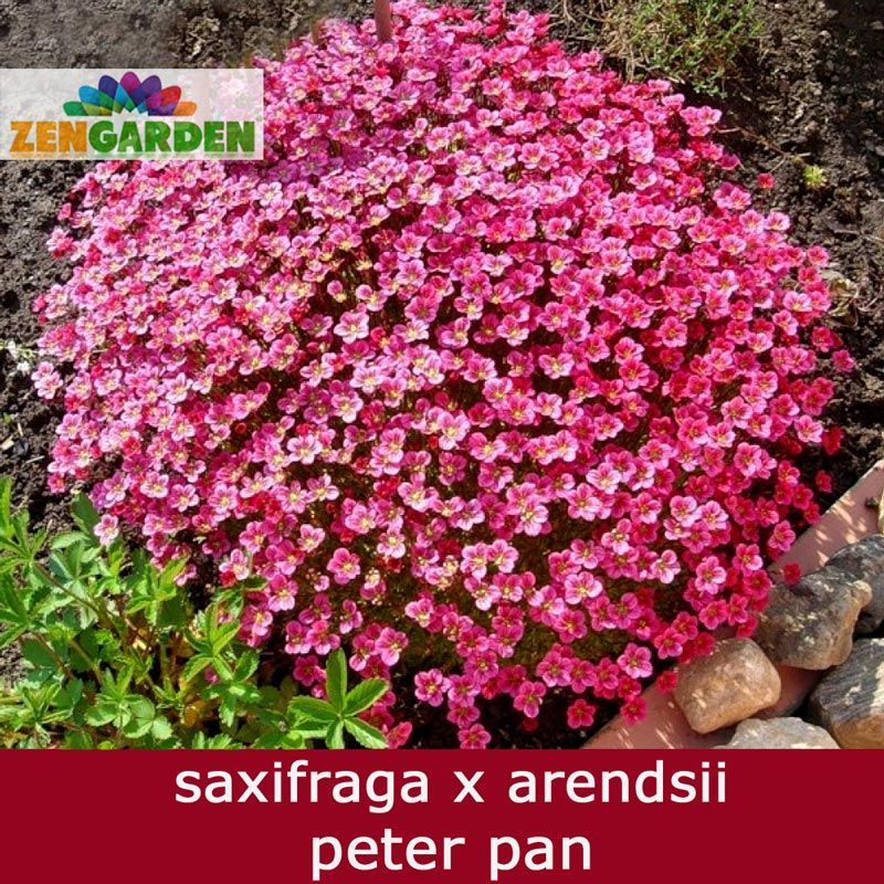 Kırmızı saxifraga taşkıran fidesi saxifraga x arensii peter pan