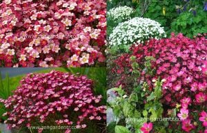 Kırmızı saxifraga taşkıran fidesi saxifraga x arensii peter pan