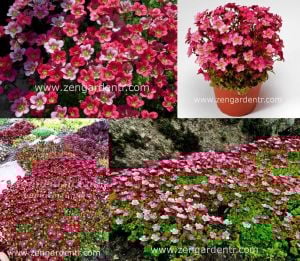 Kırmızı saxifraga taşkıran fidesi saxifraga x arensii peter pan