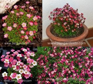 Kırmızı saxifraga taşkıran fidesi saxifraga x arensii peter pan