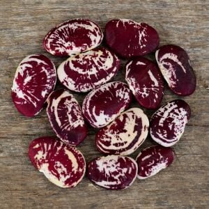 Çilli Lima fasulyesi tohumu Christmas Lima bean seeds