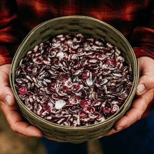 Çilli Lima fasulyesi tohumu Christmas Lima bean seeds
