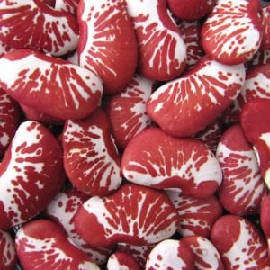 Çilli Lima fasulyesi tohumu Christmas Lima bean seeds