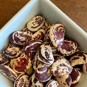 Çilli Lima fasulyesi tohumu Christmas Lima bean seeds