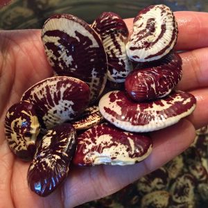 Çilli Lima fasulyesi tohumu Christmas Lima bean seeds