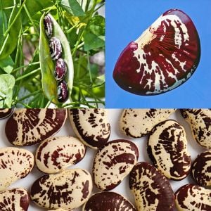 Çilli Lima fasulyesi tohumu Christmas Lima bean seeds