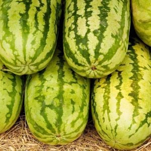 Jübile karpuz tohumu geleneksel jubilee watermelon seeds