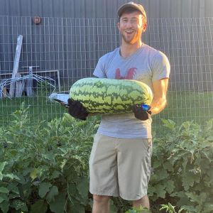 Jübile karpuz tohumu geleneksel jubilee watermelon seeds