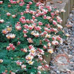 Yayılıcı atlas papatyası fidesi anacylus depressus garden gnome 1 fide