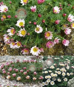 Yayılıcı atlas papatyası fidesi anacylus depressus garden gnome 1 fide