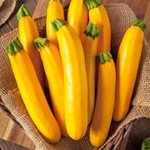 Burpee sarı kabak tohumu atalık golden zucchini