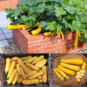 Sarı kabak tohumu Atalık golden zucchini