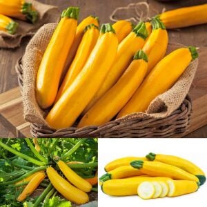 Sarı kabak tohumu Atalık golden zucchini