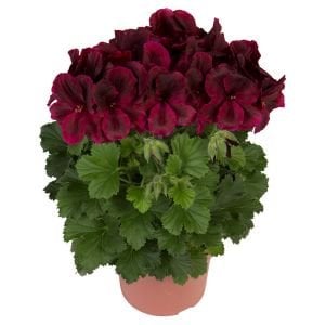 Çikolata canan sardunya fidesi ithal pelargonium aristo schoko 3 fide