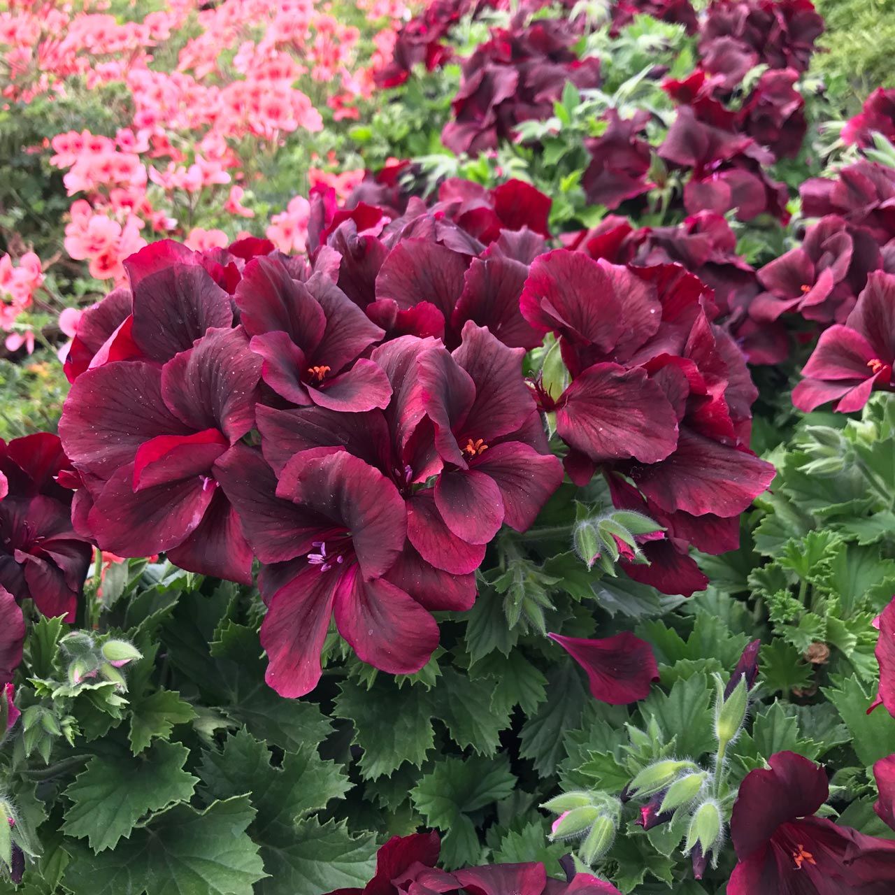 Çikolata canan sardunya fidesi ithal pelargonium aristo schoko 3 fide