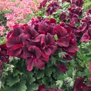 Çikolata canan sardunya fidesi ithal pelargonium aristo schoko 3 fide