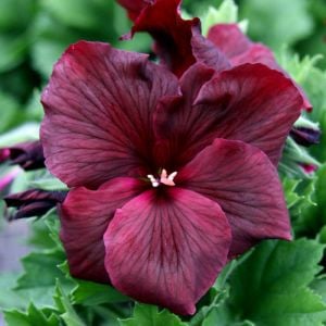 Çikolata canan sardunya fidesi ithal pelargonium aristo schoko 3 fide