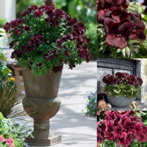 Çikolata canan sardunya fidesi ithal pelargonium aristo schoko 3 fide
