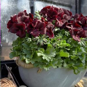 Çikolata canan sardunya fidesi ithal pelargonium aristo schoko 3 fide