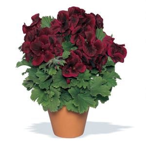Çikolata canan sardunya fidesi ithal pelargonium aristo schoko 3 fide
