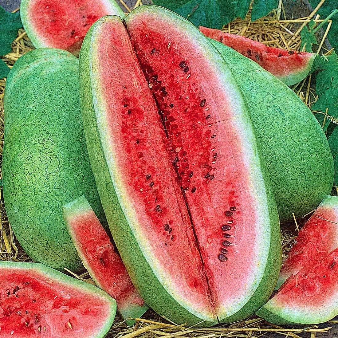 Çarliston bahçe karpuzu tohumu charleston gray watermelon seeds