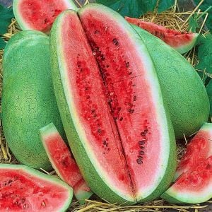 Çarliston bahçe karpuzu tohumu charleston gray watermelon seeds
