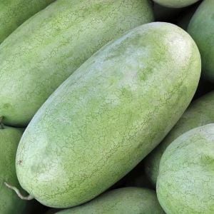 Çarliston bahçe karpuzu tohumu charleston gray watermelon seeds
