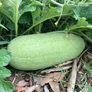 Çarliston bahçe karpuzu tohumu charleston gray watermelon seeds