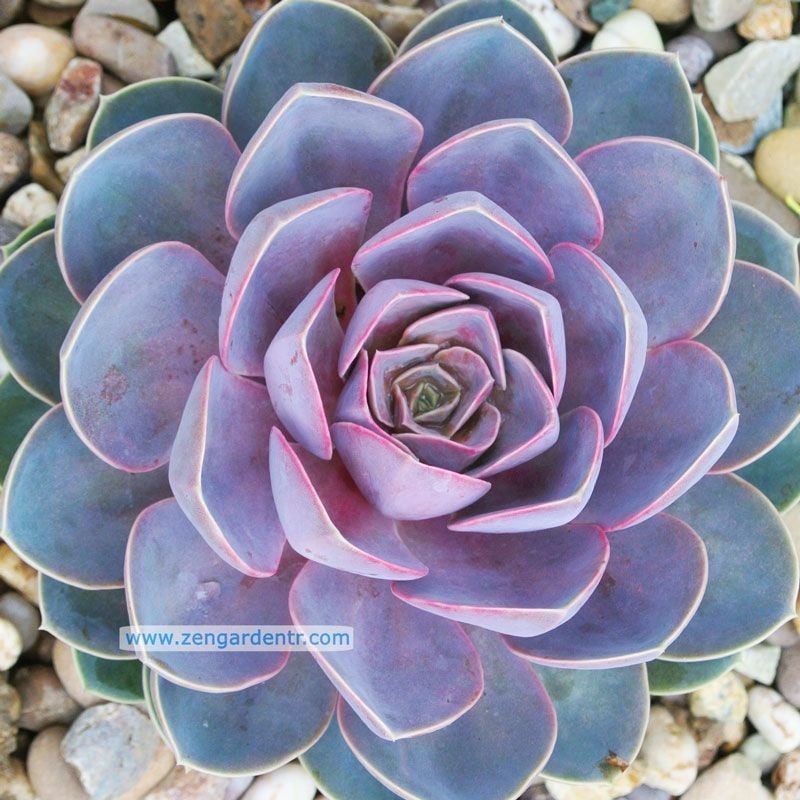 Echeveria perle von nornberg lila pembe