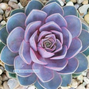 Echeveria perle von nornberg lila pembe