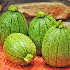 Tatume kabak tohumu Atalık summer squash