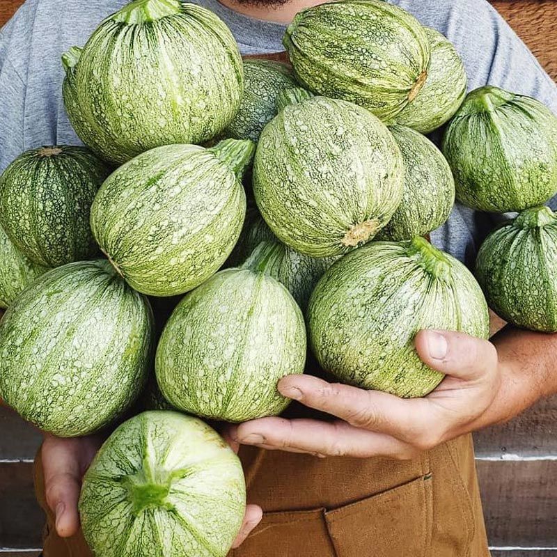 Tatume kabak tohumu Atalık summer squash