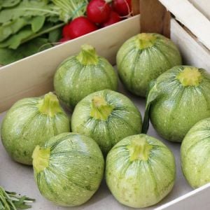 Tatume kabak tohumu Atalık summer squash