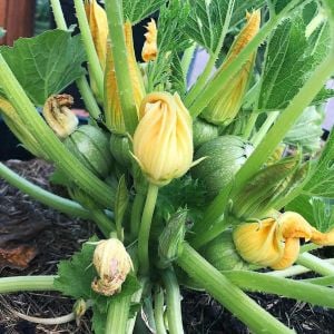 Tatume kabak tohumu Atalık summer squash
