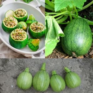 Tatume kabak tohumu Atalık summer squash