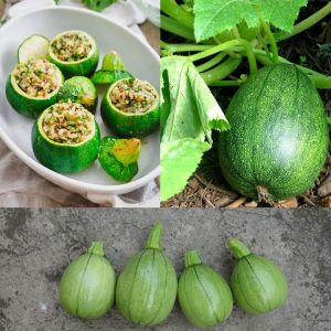 Tatume kabak tohumu Atalık summer squash