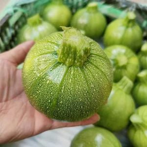 Tatume kabak tohumu Atalık summer squash