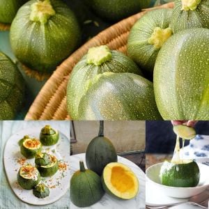 Tatume kabak tohumu Atalık summer squash