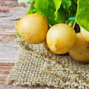 Atalık sarı turp tohumu Golden Helios