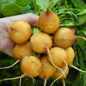 Atalık sarı turp tohumu Golden Helios