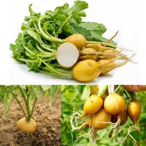 Atalık sarı turp tohumu Golden Helios