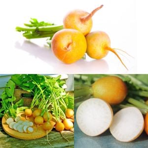 Atalık sarı turp tohumu Golden Helios