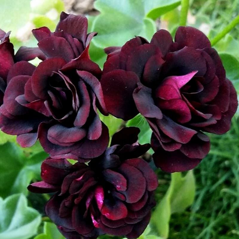 Royal Black Rose siyah sakız sardunya fidesi