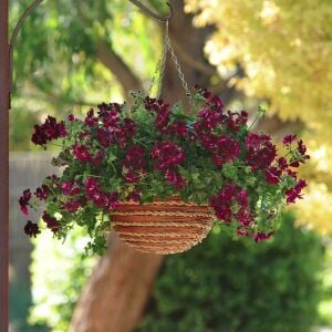 Royal Black Rose siyah sakız sardunya fidesi