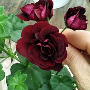 Royal Black Rose siyah sakız sardunya fidesi