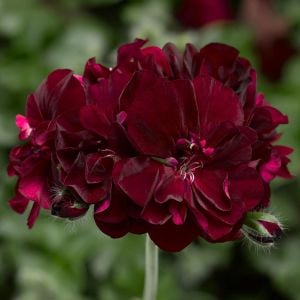 Royal Black Rose siyah sakız sardunya fidesi