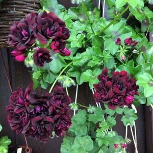 Royal Black Rose siyah sakız sardunya fidesi