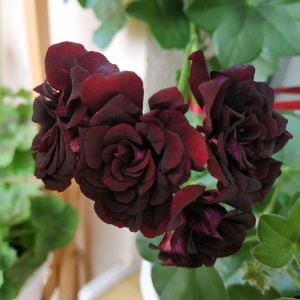 Royal Black Rose siyah sakız sardunya fidesi