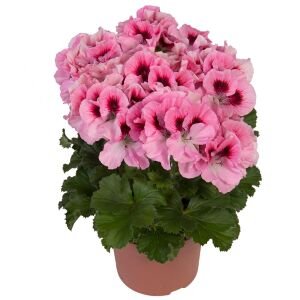 Aristo pembe canan sardunya fidesi ithal pelargonium pink